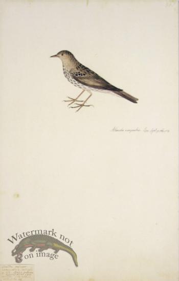 86 Swedish Birds . Alauda Campestris, Skylark or Pipit